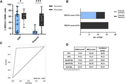 BRCA1 foci test as a predictive biomarker of olaparib response in ovarian cancer patient-derived xenograft models